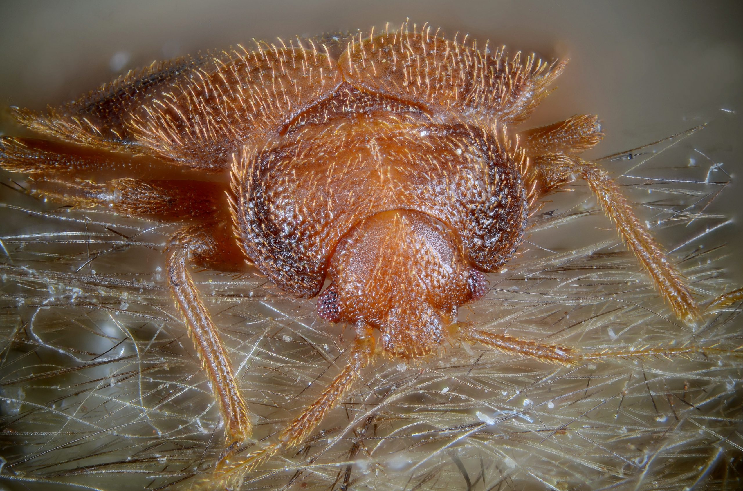 Female of the bed bug - Cimex lectularius - on the fur of one of its hosts, a bat.Scale : bug length ~ 5 mmTechnical settings :
- Focus stack of 78 images
- Microscope objective (Nikon achromatic 10x 160/0.25) on bellow