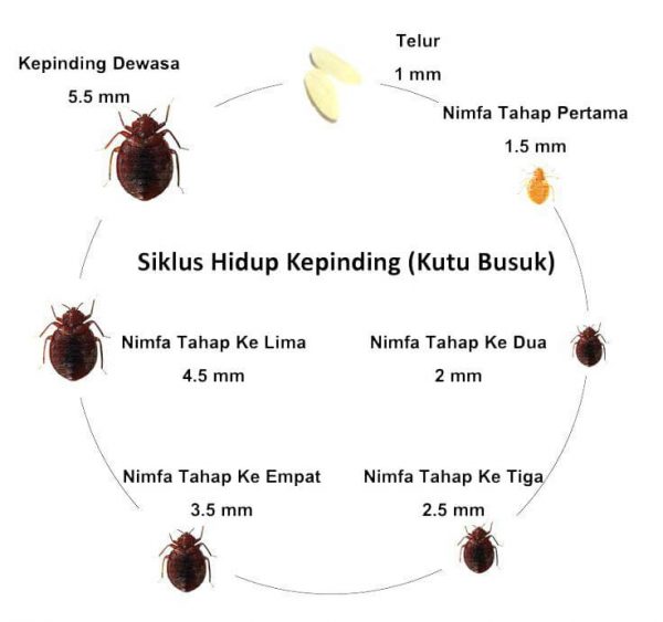 SIKLUS HIDUP KUTU BUSUK