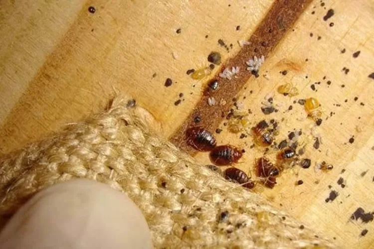 BEKAS KULIT DAN TELUR